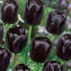 siyah lale 4 Cicek Tohumlari – Çiçek Tohumları