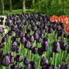 siyah lale 5 Cicek Tohumlari – Çiçek Tohumları