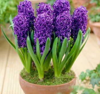 Sümbül Soğanları