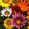 gazanya cicek tohumlari 28.12.2021 c6b15b8 – Çiçek Tohumları