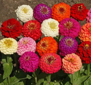 Kirli Hanım Çiçeği