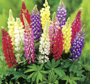 Acı Bakla Çiçeği