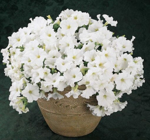 beyaz petunya 1 Cicek Tohumlari – Çiçek Tohumları