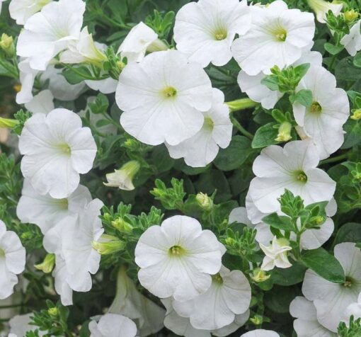 beyaz petunya 2 Cicek Tohumlari – Çiçek Tohumları