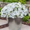 beyaz petunya 3 Cicek Tohumlari – Çiçek Tohumları