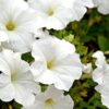 beyaz petunya 4 Cicek Tohumlari – Çiçek Tohumları