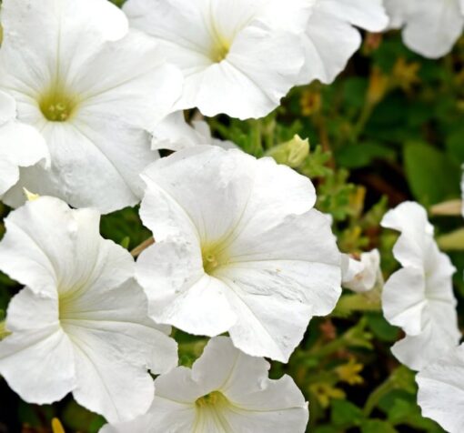 beyaz petunya 4 Cicek Tohumlari – Çiçek Tohumları