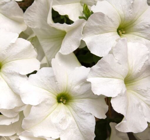 beyaz petunya Cicek Tohumlari – Çiçek Tohumları