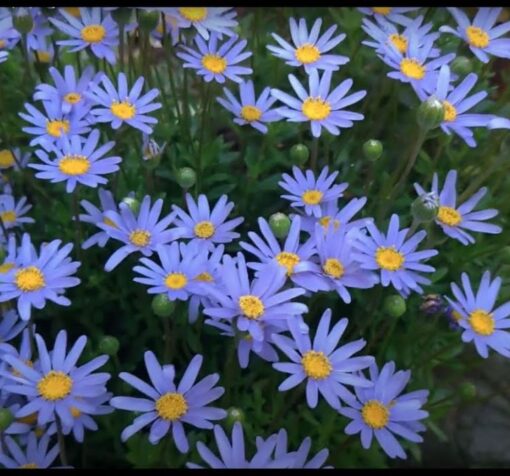 mavi papatya cicek tohumlari 27.01.2022 556f4a3 – Çiçek Tohumları