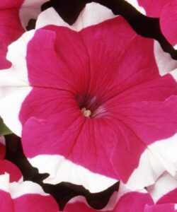 petunya beyaz gul bahcetohum 01.04.2021 2b6efbb – Çiçek Tohumları
