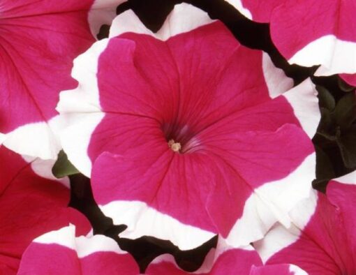 petunya beyaz gul bahcetohum 01.04.2021 2b6efbb – Çiçek Tohumları