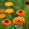 portakal nergisi cicek tohumlari 28.01.2022 0ec12cd – Çiçek Tohumları