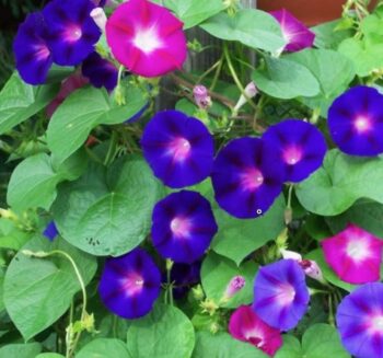 Çiçekli Sarmaşık