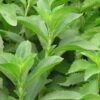 stevia seker otu cicek tohumlari cicek tohumlari 29.01.2022 33c6674 – Çiçek Tohumları