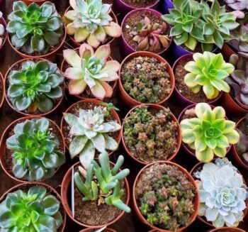 Sukulent ve Kaktüsler