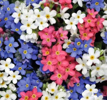 Unutma Beni Çiçeği