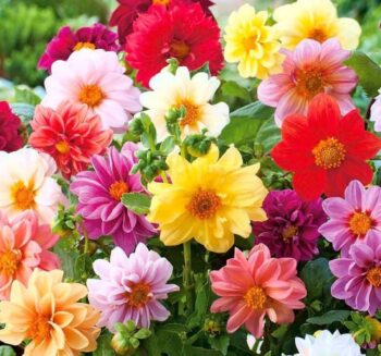 Yıldız Çiçeği - Dahlia