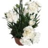 Beyaz Bodur Karanfil 5 Cicek Tohumlari 1 – Çiçek Tohumları