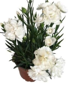 Beyaz Bodur Karanfil 5 Cicek Tohumlari 1 – Çiçek Tohumları