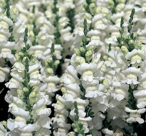 beyaz aslanagzi buyuk 4 cicek tohumlari 03.02.2022 c0be254 – Çiçek Tohumları
