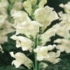 beyaz aslanagzi buyuk cicek tohumlari 03.02.2022 a9895e4 – Çiçek Tohumları