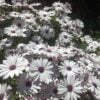 beyaz bodrum papatyasi 2 cicek tohumlari 13.02.2022 2c27d55 – Çiçek Tohumları