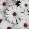 beyaz bodrum papatyasi 3 cicek tohumlari 13.02.2022 9a293e2 – Çiçek Tohumları
