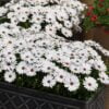 beyaz bodrum papatyasi 4 cicek tohumlari 13.02.2022 7a0561c – Çiçek Tohumları