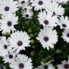 beyaz bodrum papatyasi 5 cicek tohumlari 13.02.2022 af21eea – Çiçek Tohumları