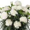 beyaz bodur karanfil 2 cicek tohumlari 20.02.2022 35c4e1e – Çiçek Tohumları