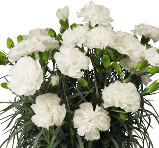 beyaz bodur karanfil 2 cicek tohumlari 20.02.2022 35c4e1e – Çiçek Tohumları