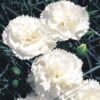 beyaz bodur karanfil 3 cicek tohumlari 20.02.2022 fdc95e9 – Çiçek Tohumları