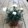 beyaz bodur karanfil 4 cicek tohumlari 20.02.2022 447ee1f – Çiçek Tohumları