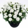 beyaz bodur karanfil cicek tohumlari 20.02.2022 0b22b16 – Çiçek Tohumları