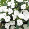 beyaz cam guzeli 2 cicek tohumlari 12.02.2022 649dd61 – Çiçek Tohumları