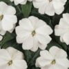 beyaz cam guzeli 4 cicek tohumlari 12.02.2022 c6043ee – Çiçek Tohumları