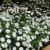 beyaz cam guzeli 5 cicek tohumlari 12.02.2022 bd538ab – Çiçek Tohumları