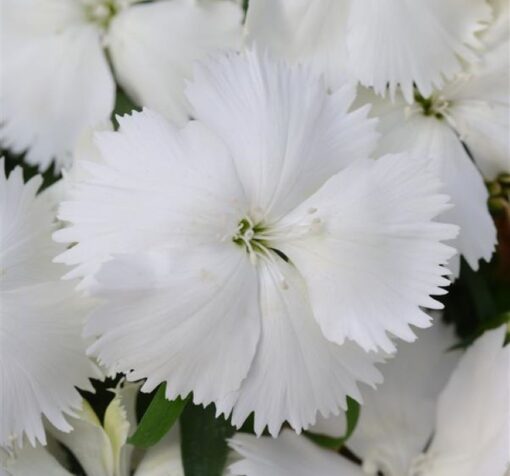 beyaz cin karanfili 2 cicek tohumlari 11.02.2022 d45ed90 – Çiçek Tohumları