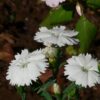 beyaz cin karanfili 3 cicek tohumlari 11.02.2022 404ca7a – Çiçek Tohumları