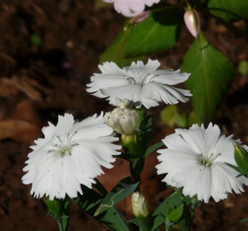beyaz cin karanfili 3 cicek tohumlari 11.02.2022 404ca7a – Çiçek Tohumları