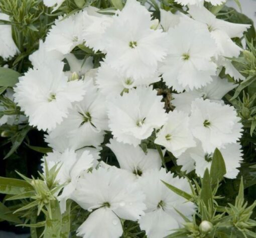 beyaz cin karanfili 4 cicek tohumlari 11.02.2022 3afa879 – Çiçek Tohumları