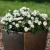 beyaz cin karanfili 5 cicek tohumlari 11.02.2022 1e1a9b3 – Çiçek Tohumları
