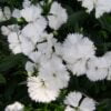 beyaz cin karanfili cicek tohumlari 11.02.2022 b57c222 – Çiçek Tohumları
