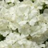 beyaz floks 2 cicek tohumlari 14.02.2022 c3208d4 – Çiçek Tohumları