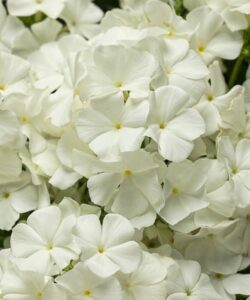 beyaz floks 2 cicek tohumlari 14.02.2022 c3208d4 – Çiçek Tohumları