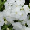 beyaz floks 3 cicek tohumlari 14.02.2022 2d33a87 – Çiçek Tohumları