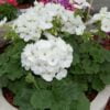 beyaz gul sardunya 2 cicek tohumlari 14.02.2022 8d57723 – Çiçek Tohumları