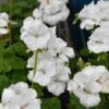 beyaz gul sardunya 3 cicek tohumlari 14.02.2022 e0ad618 – Çiçek Tohumları