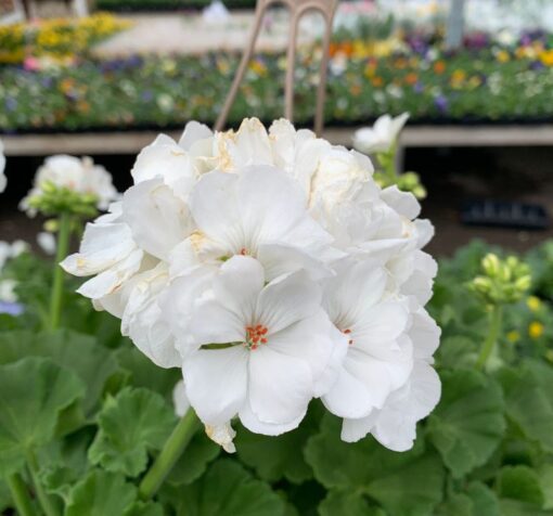 beyaz gul sardunya 5 cicek tohumlari 14.02.2022 ab6956b – Çiçek Tohumları