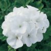 beyaz gul sardunya cicek tohumlari 14.02.2022 2e570cb – Çiçek Tohumları